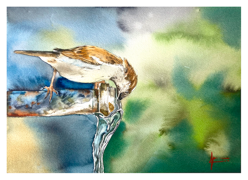 Aquarelle de Thomas Favier : Moineau en train de boire au robinet.